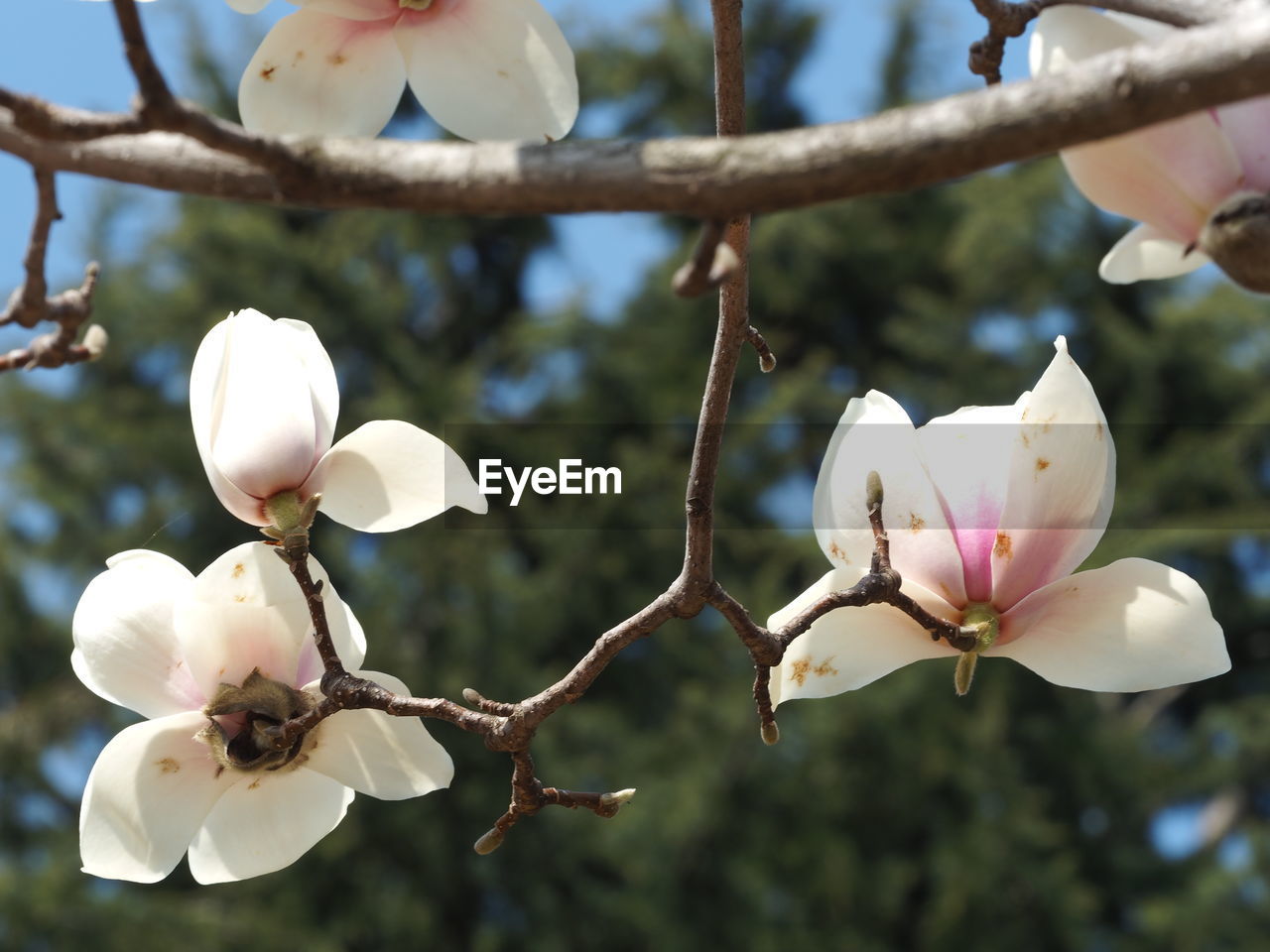 Close-up of white cherry blossoms in spring