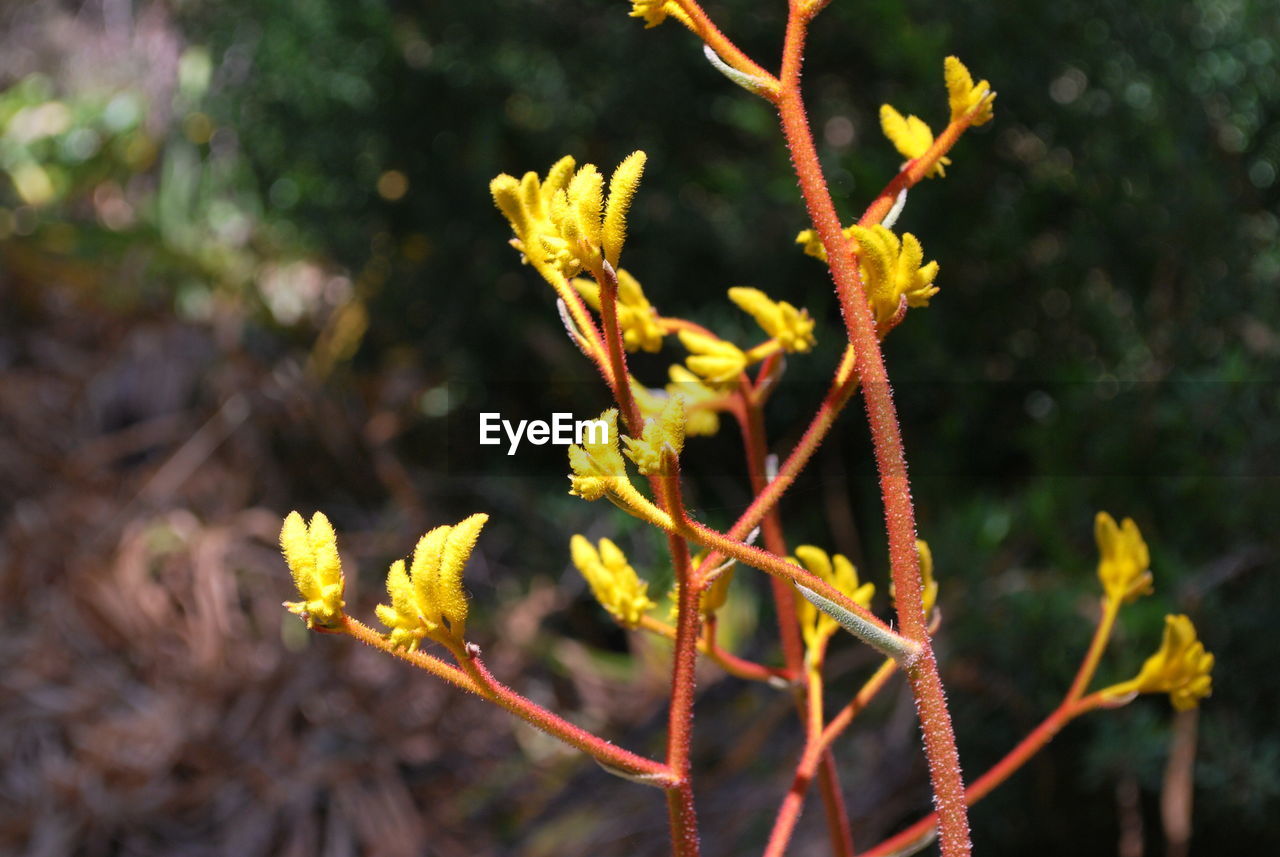 CLOSE-UP OF YELLOW PLANT