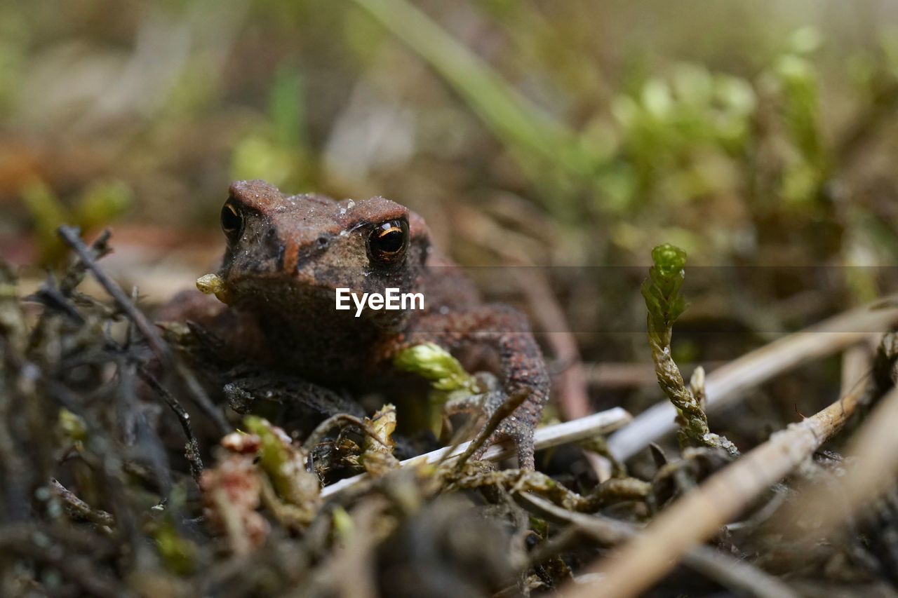 CLOSE-UP OF FROG ON FIELD DURING SUNSET