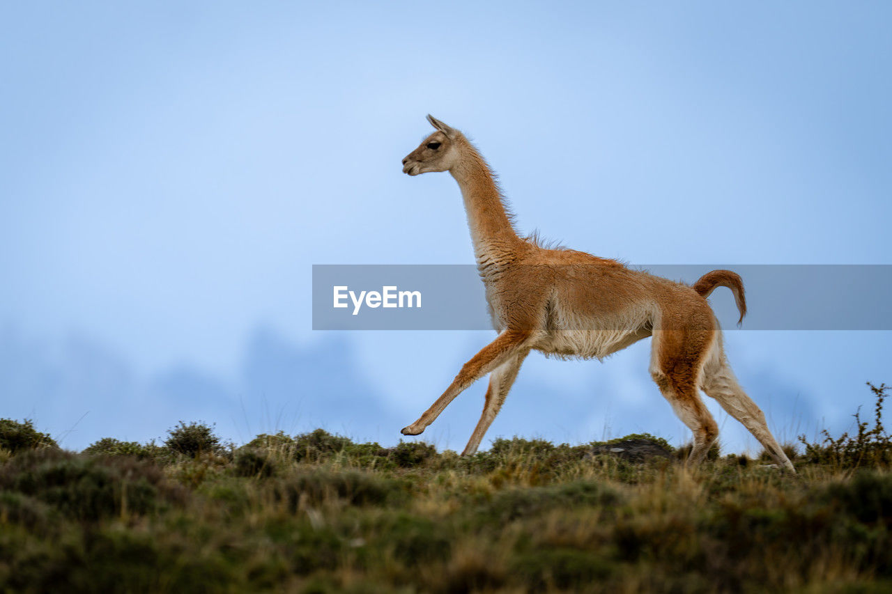 animal, animal themes, animal wildlife, mammal, wildlife, one animal, no people, sky, side view, full length, nature, outdoors, standing, plant, day, grass, domestic animals, blue, environment