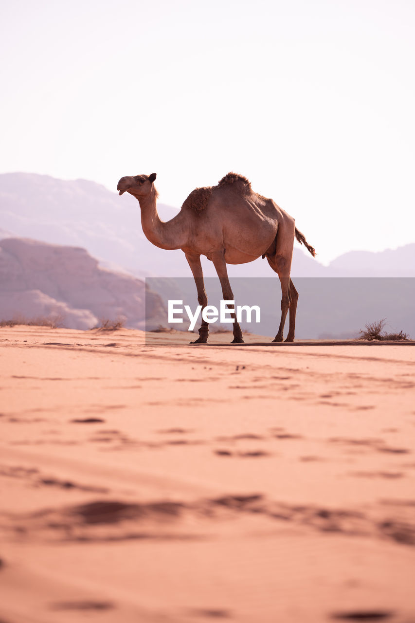 camel standing on sand at desert against clear sky
