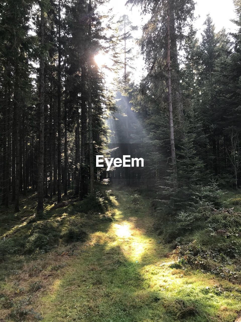 Sunlight streaming through trees in forest