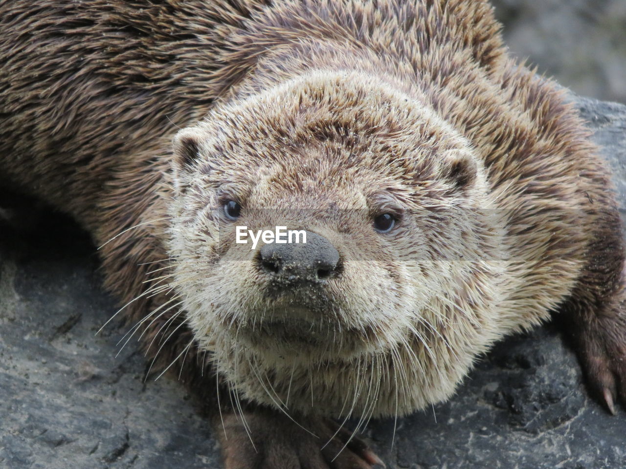 CLOSE-UP PORTRAIT OF A YOUNG ANIMAL