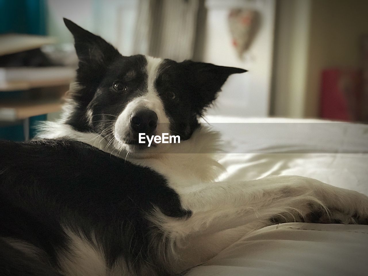 CLOSE-UP PORTRAIT OF A DOG AT HOME