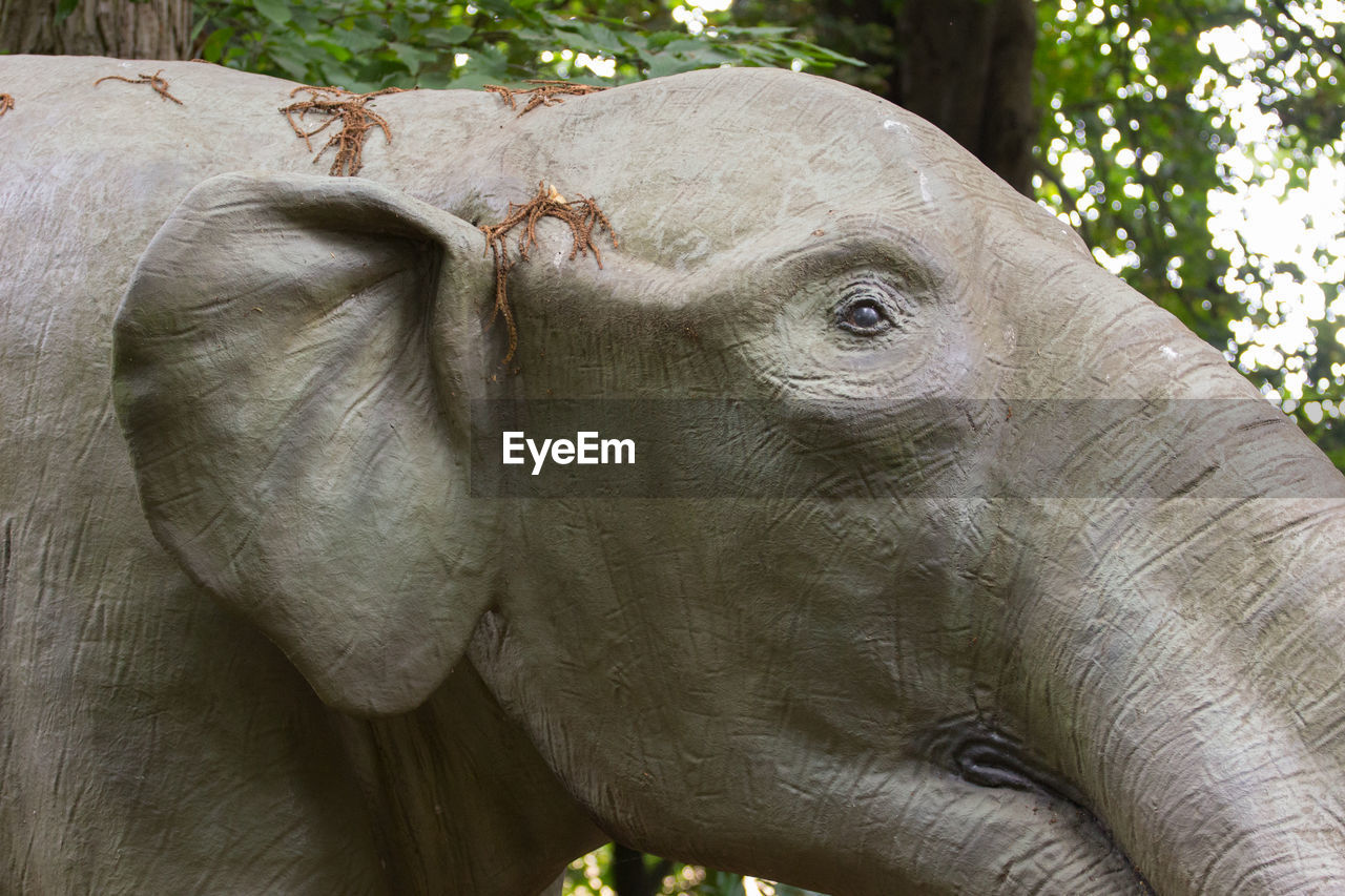 CLOSE-UP OF ELEPHANT IN A ANIMAL