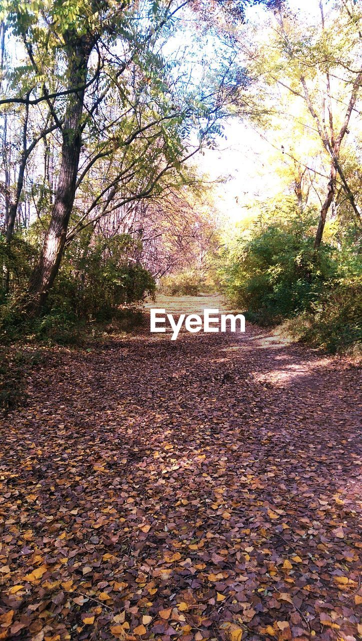 VIEW OF EMPTY ROAD