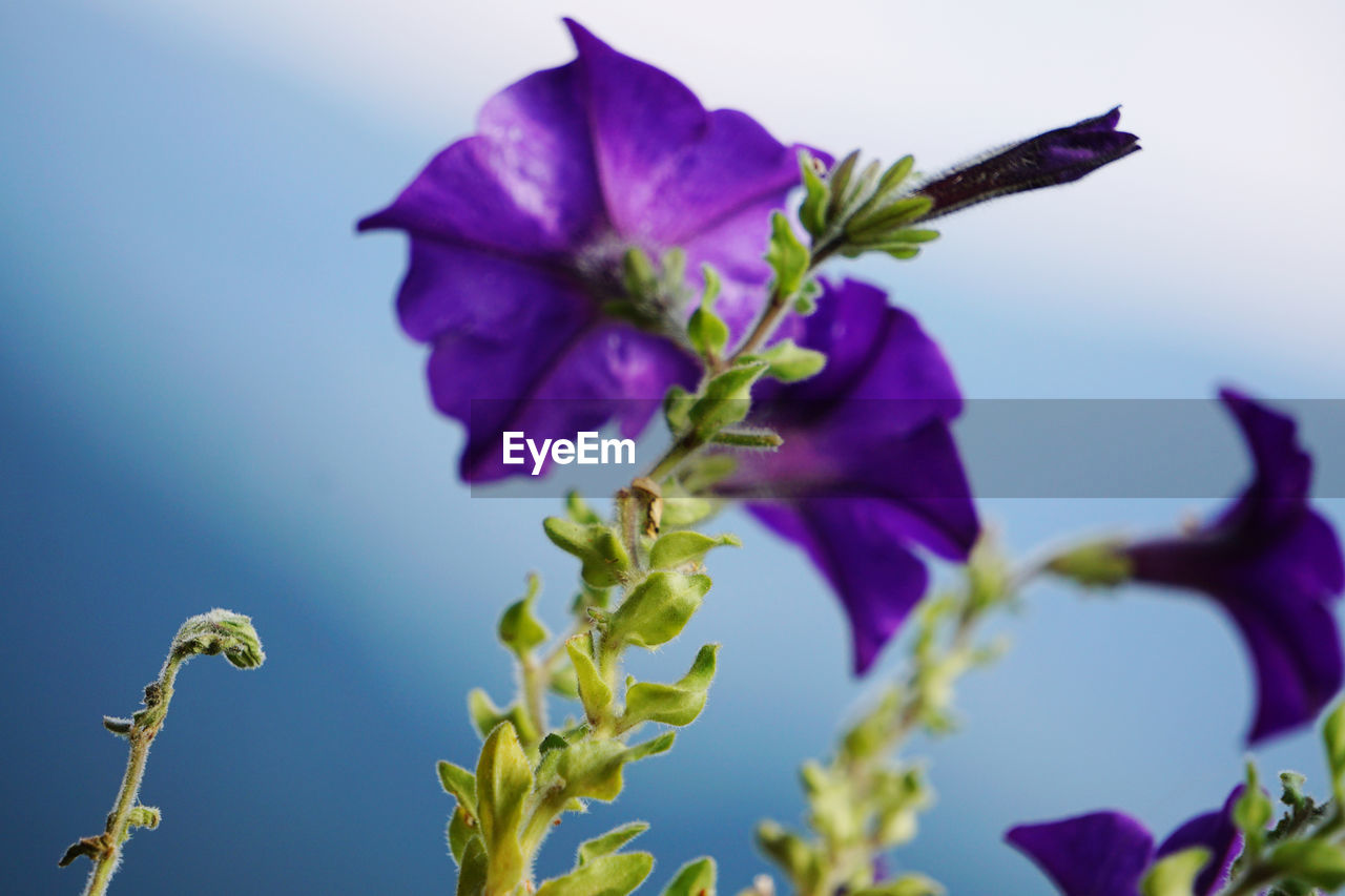 Close-up of purple flowering plant