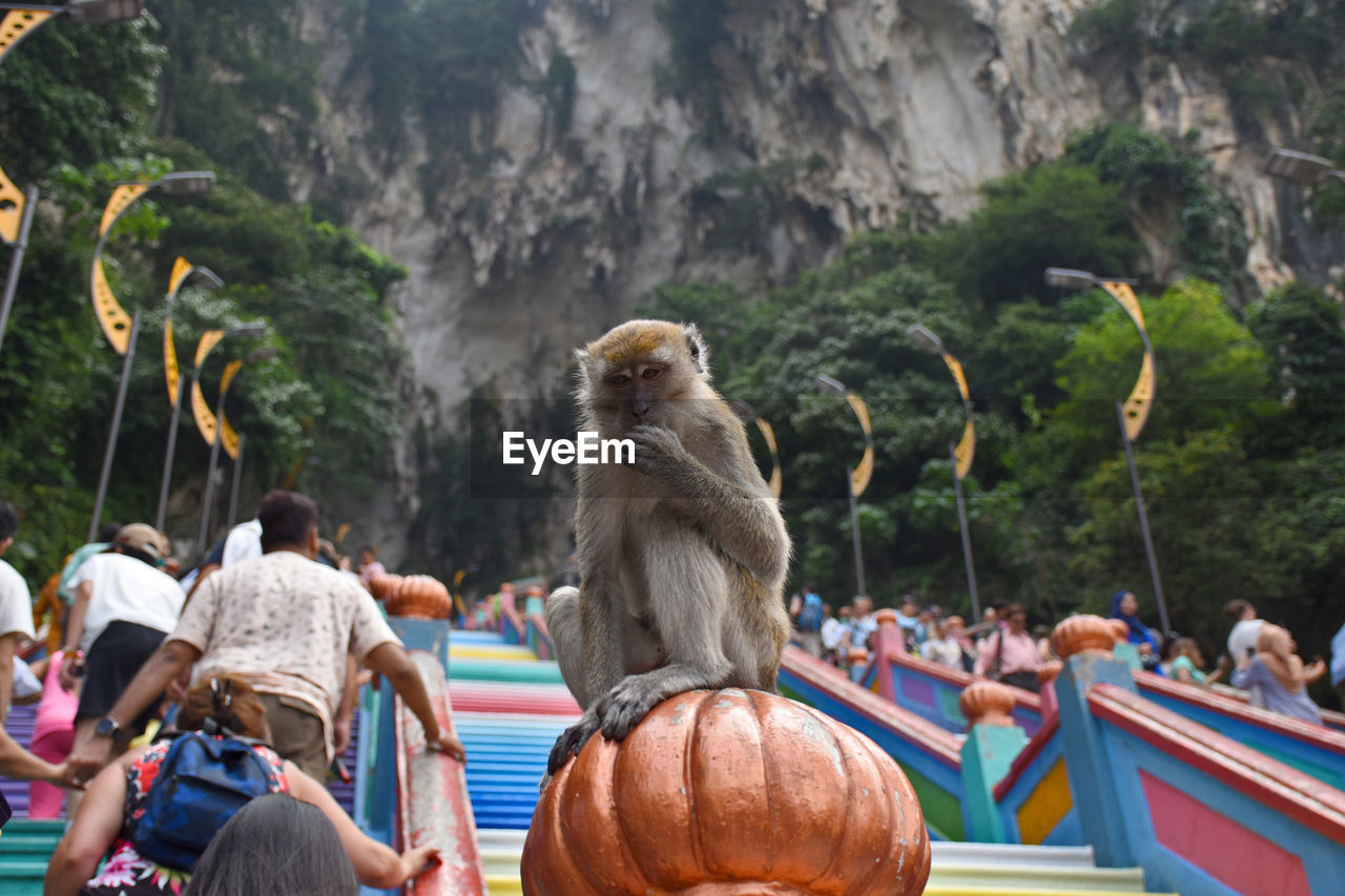 Crab-eating macaques, macaca fascicularis at caves villa next to batu caves in malaysia