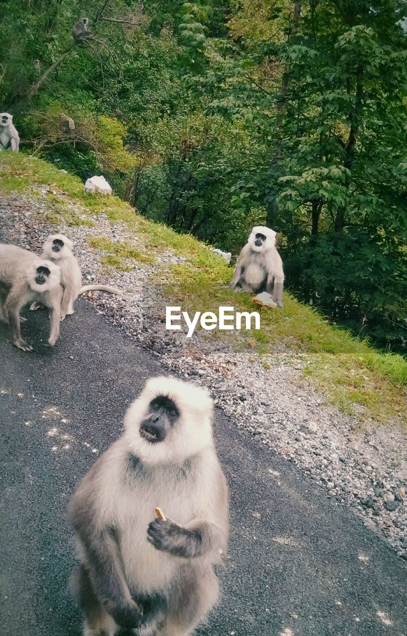 High angle view of langurs on road