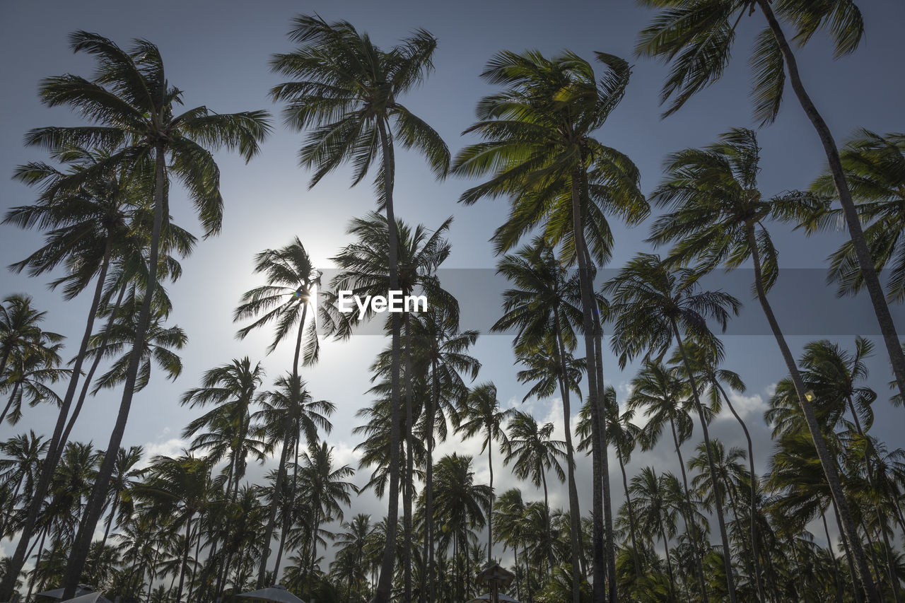 LOW ANGLE VIEW OF COCONUT PALM TREE AGAINST SKY