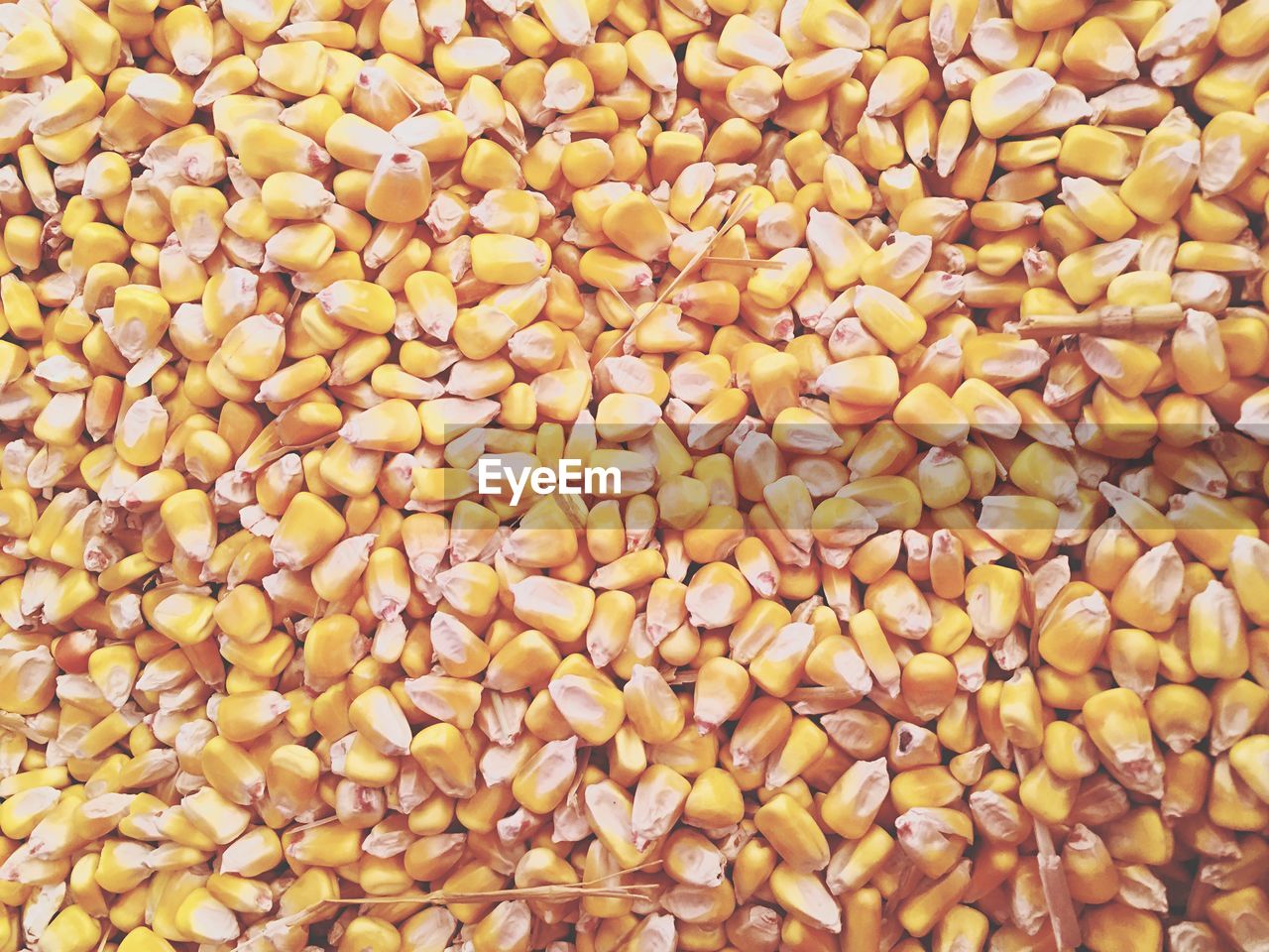 Full frame shot of corn kernels