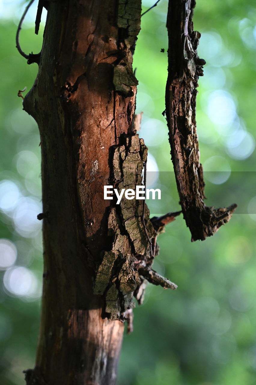 CLOSE-UP OF LIZARD ON TREE