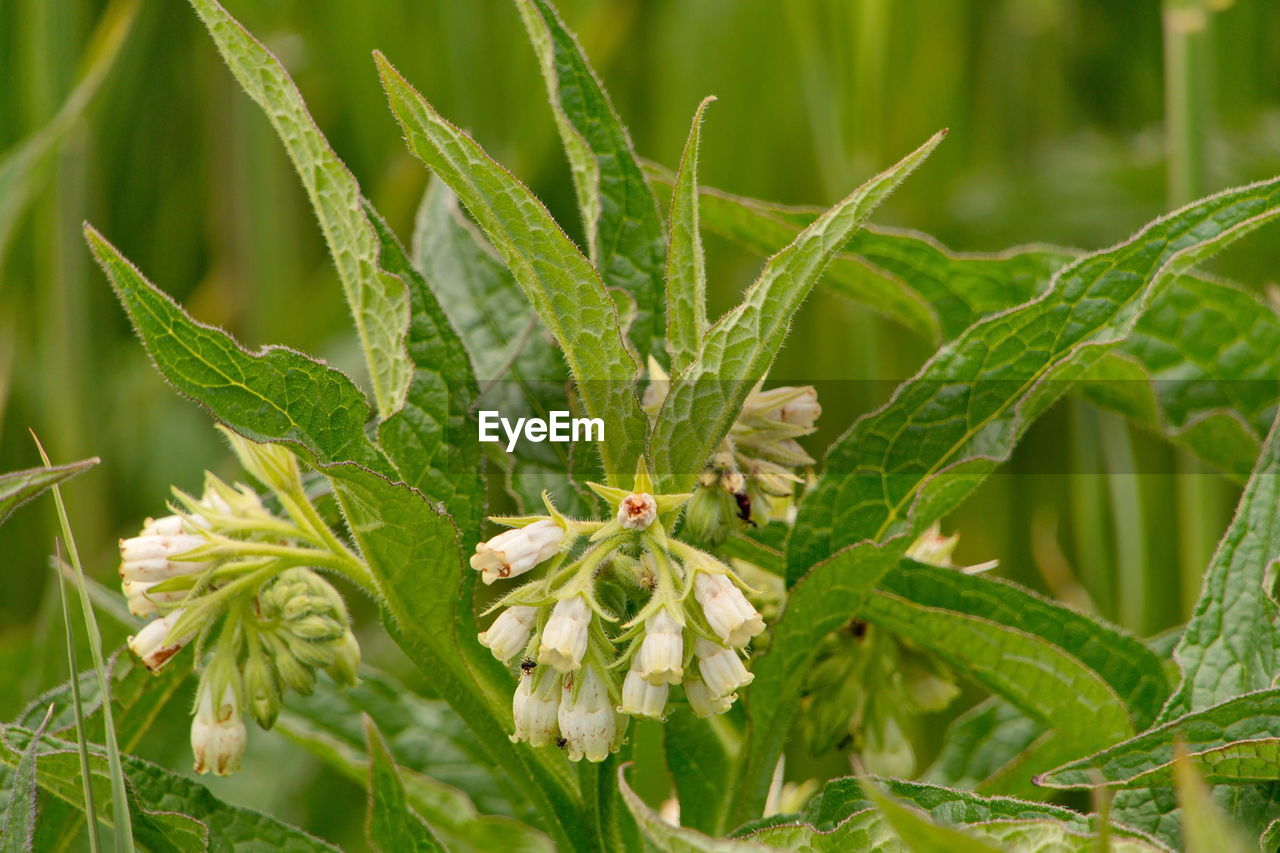 CLOSE-UP OF GREEN PLANT