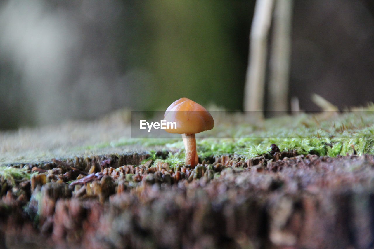 Close-up of mushroom growing on land