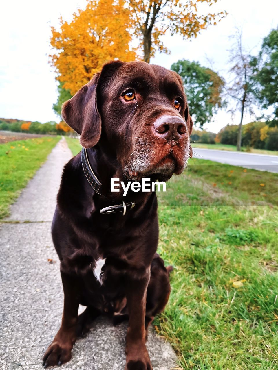 Dog looking away on field