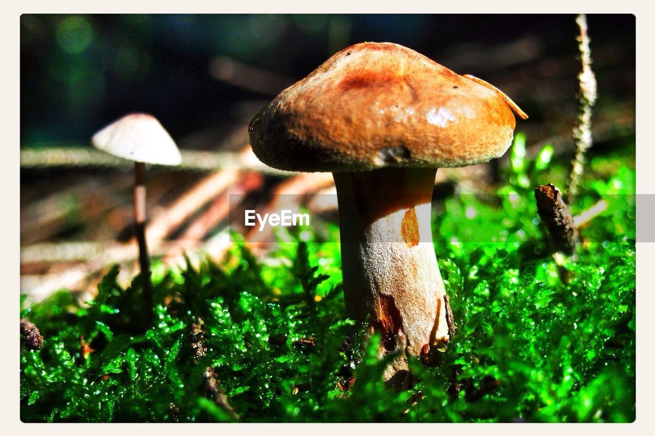Close-up mushroom on grassland