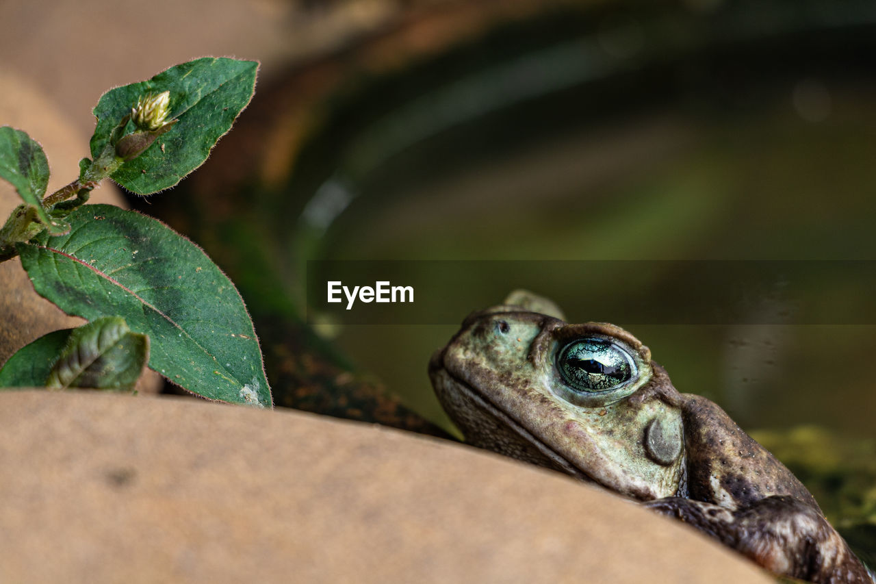 close-up of frog on leaf