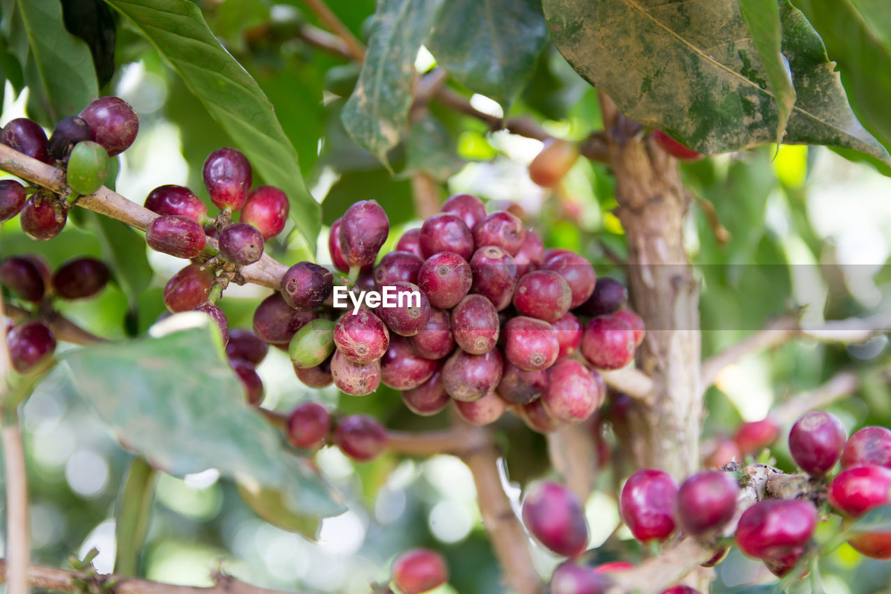 CLOSE-UP OF CHERRIES GROWING ON PLANT