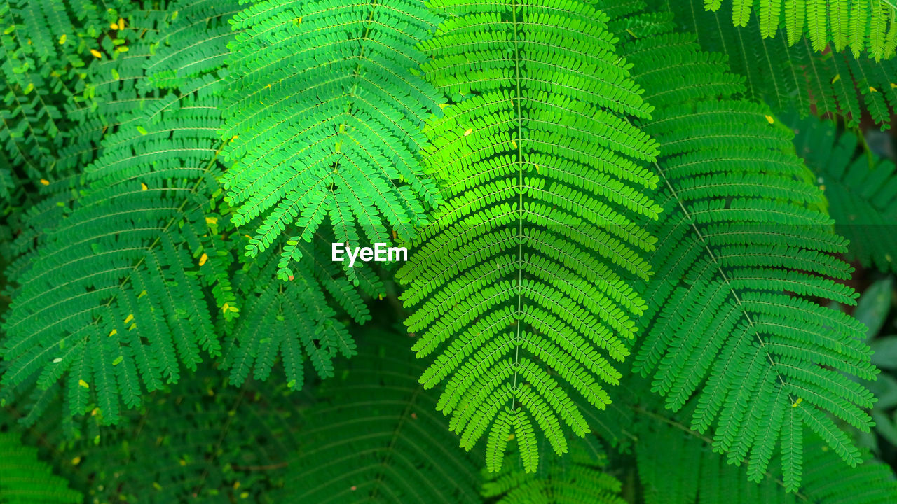 CLOSE-UP OF GREEN LEAVES ON TREE OUTDOORS