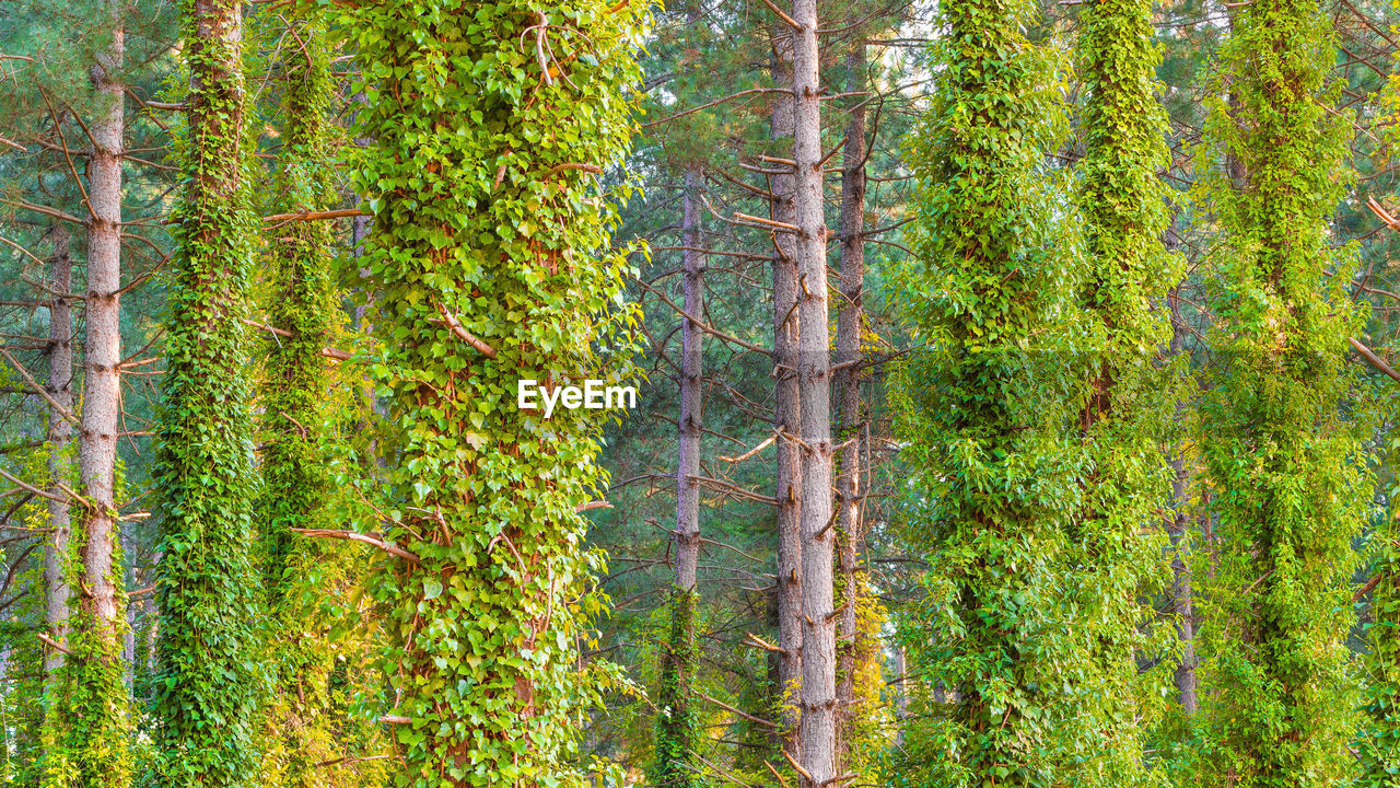 Pine trees in forest