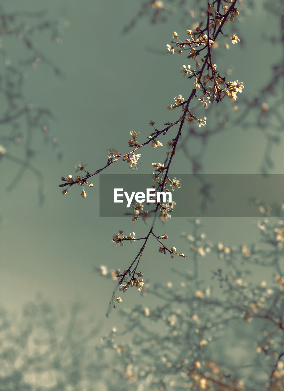 LOW ANGLE VIEW OF CHERRY BLOSSOMS ON TREE