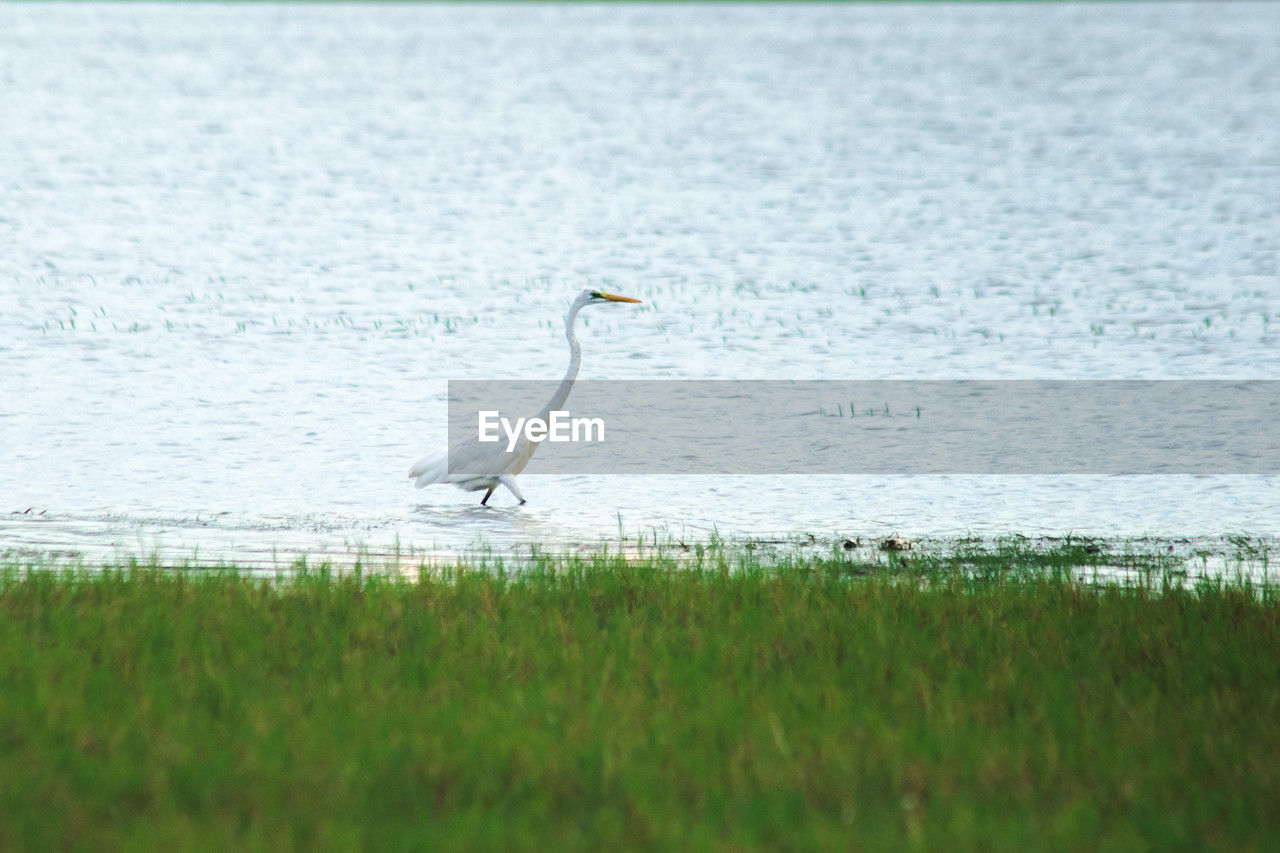 animal themes, animal wildlife, bird, animal, wildlife, water, one animal, grass, nature, heron, no people, wetland, plant, selective focus, day, beauty in nature, sea, water bird, natural environment, outdoors, side view, beach, green, marsh, land, tranquility