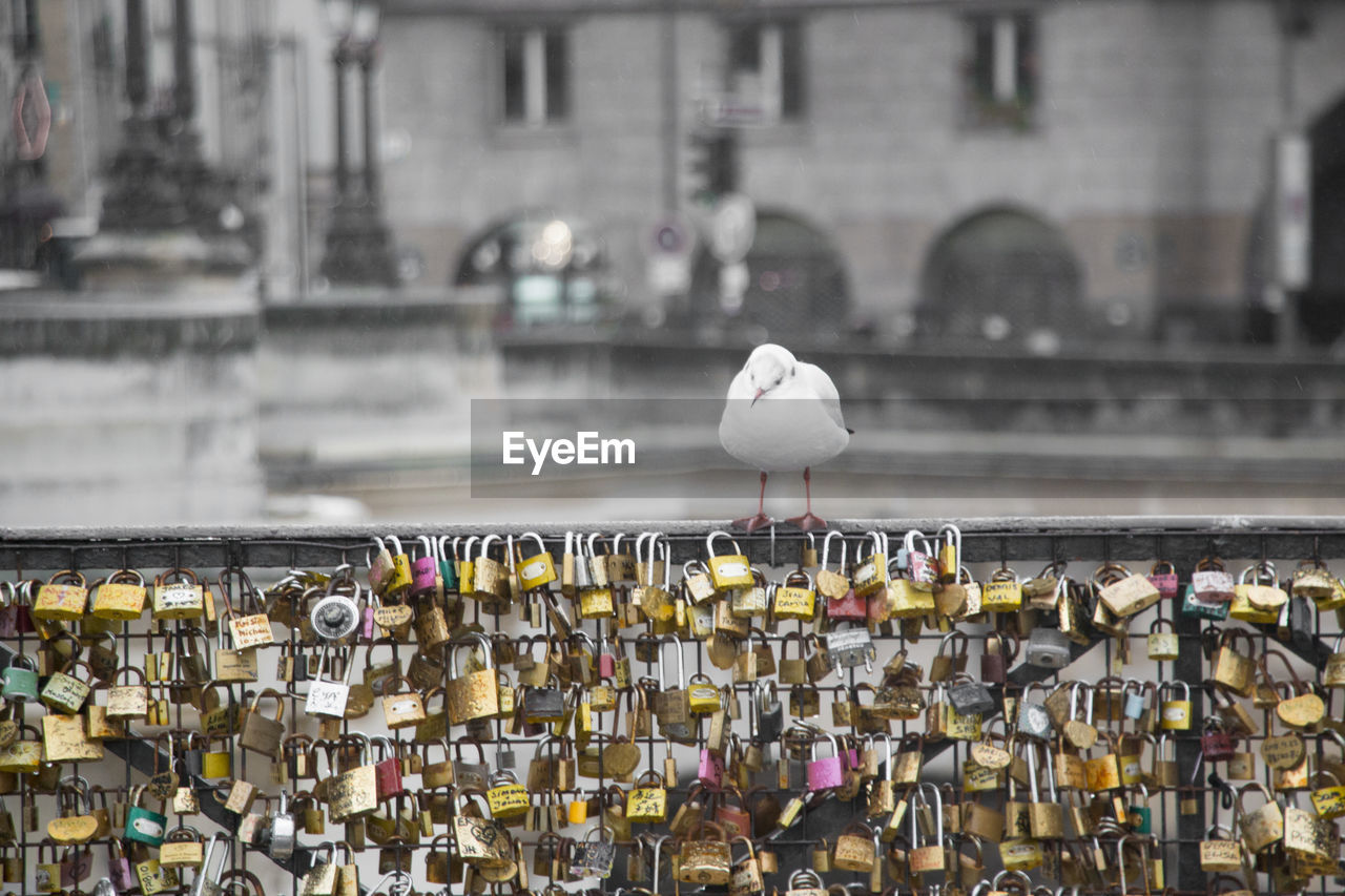 Close up of padlocks on railing