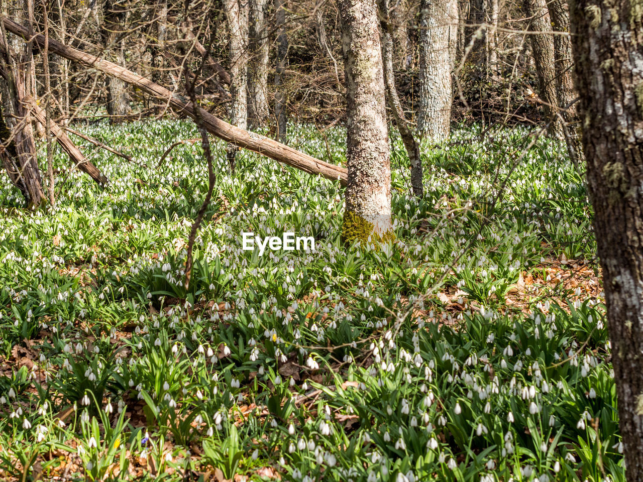 Full frame shot of trees in forest