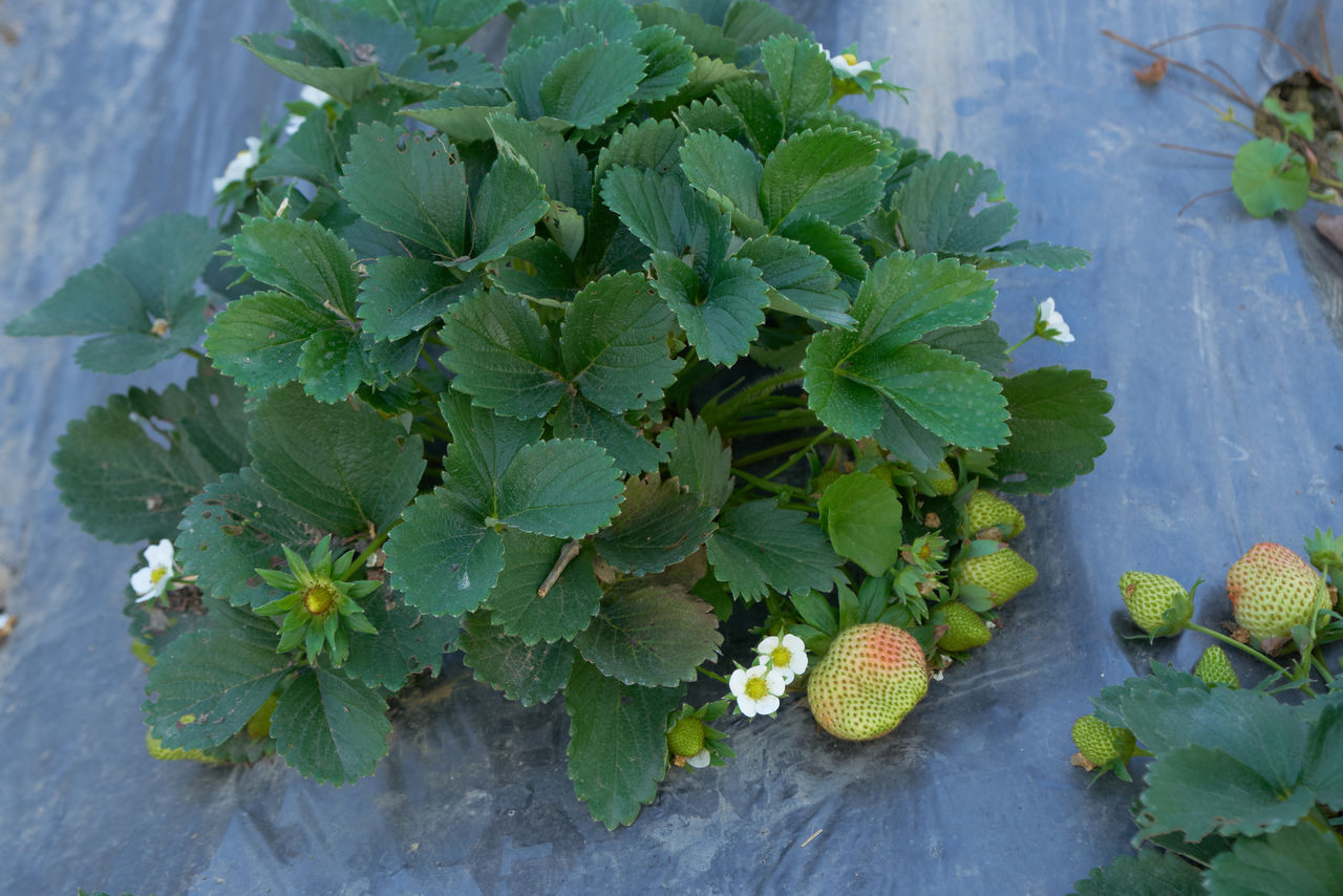 HIGH ANGLE VIEW OF BERRIES ON PLANT