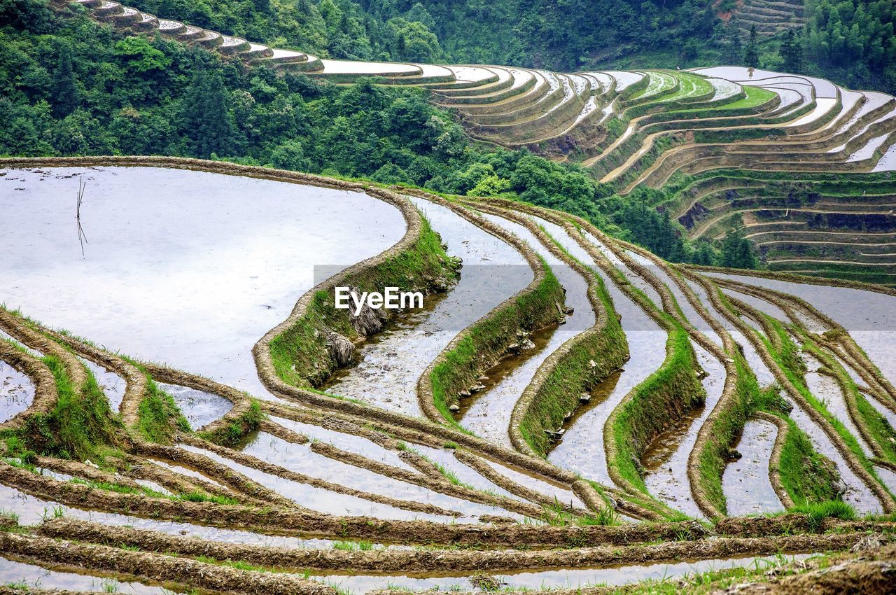 HIGH ANGLE VIEW OF RICE FIELDS