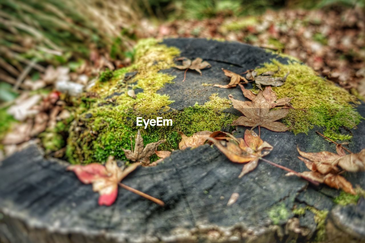 High angle view of autumn leaves on moss covered tree stump