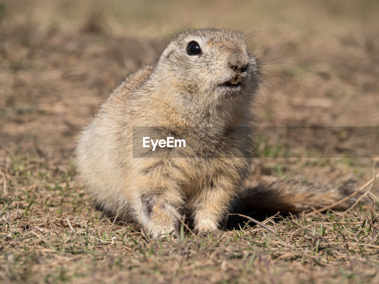 animal, animal themes, animal wildlife, prairie dog, one animal, wildlife, mammal, whiskers, squirrel, no people, nature, portrait, rodent, outdoors, grass, cute, full length, day, looking at camera, close-up, selective focus