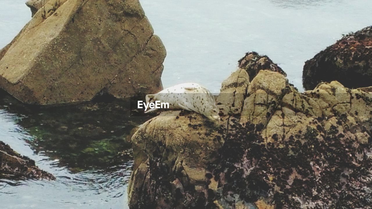 CLOSE-UP OF LIZARD ON ROCK BY SEA AGAINST SKY