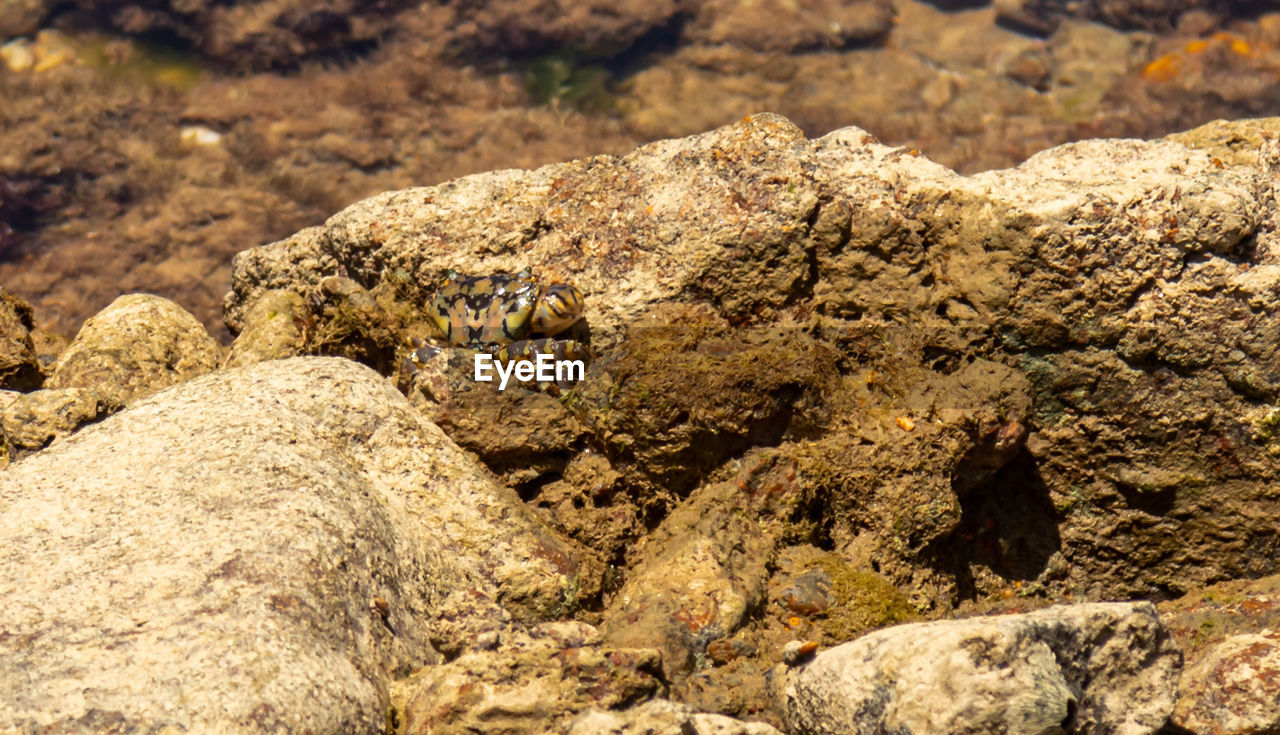 Close-up of crab on rock