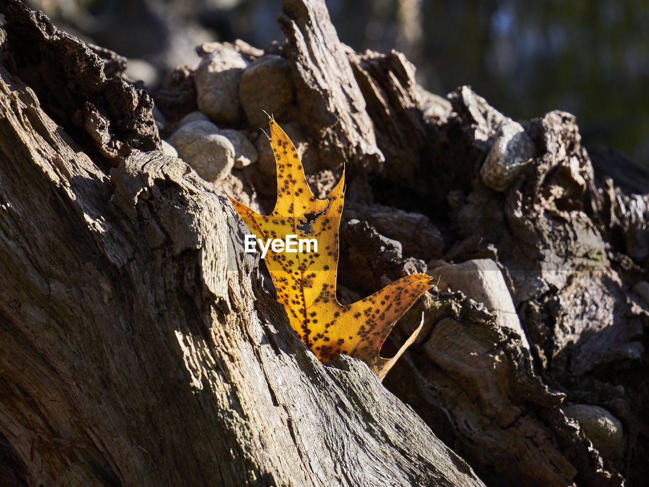 CLOSE UP OF YELLOW TREE TRUNK