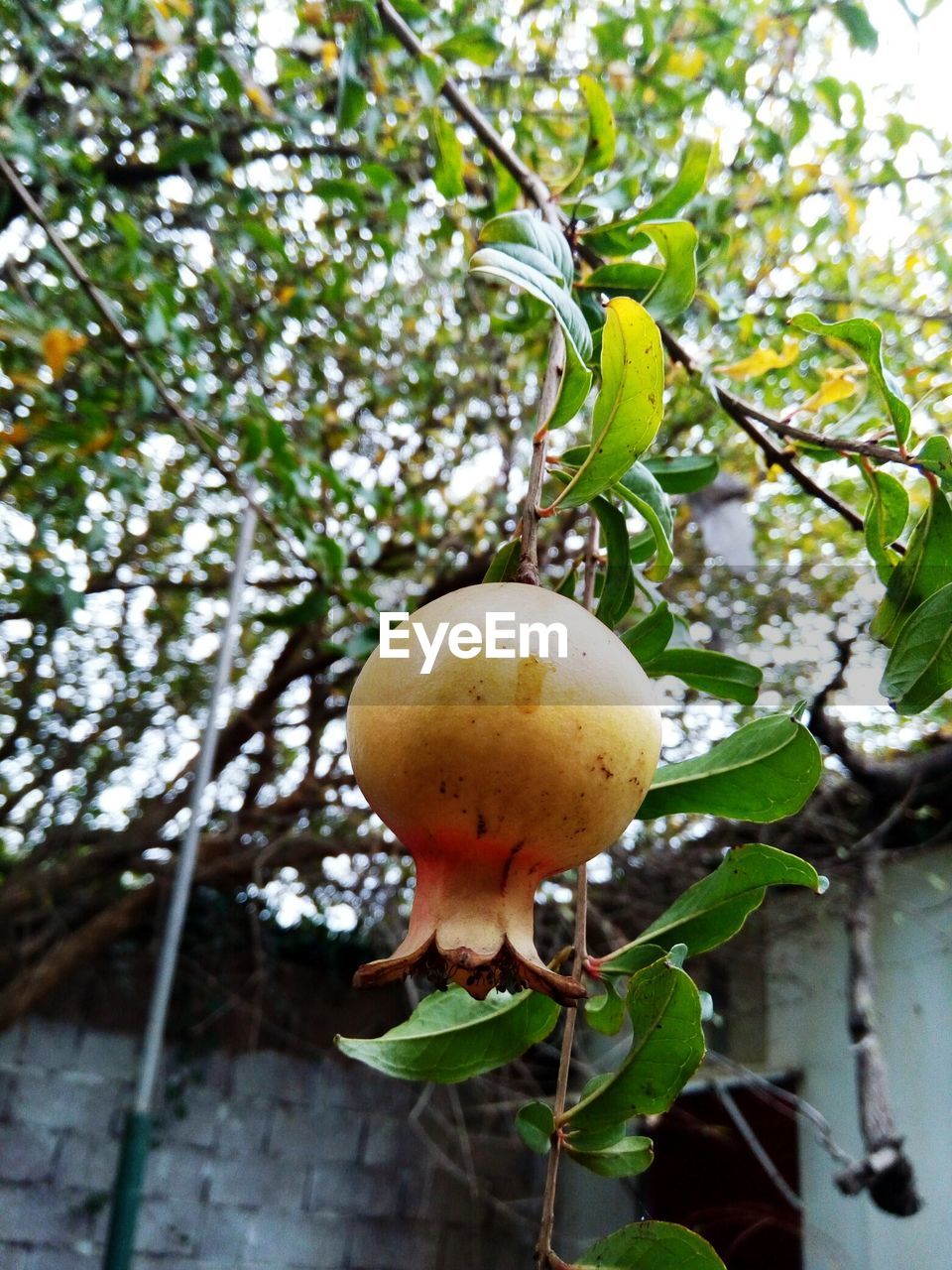 CLOSE-UP OF APPLE TREE