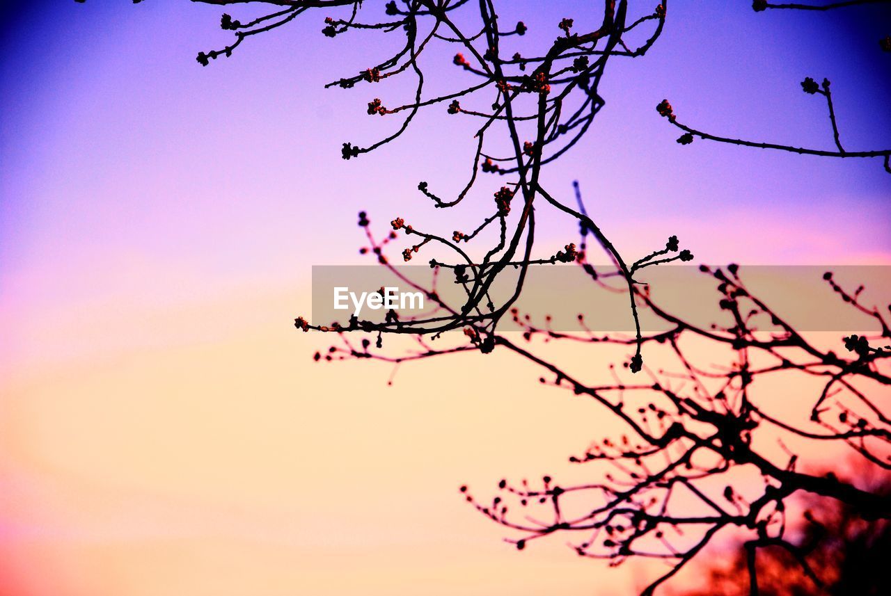 LOW ANGLE VIEW OF FLOWERING TREE AGAINST SKY DURING SUNSET