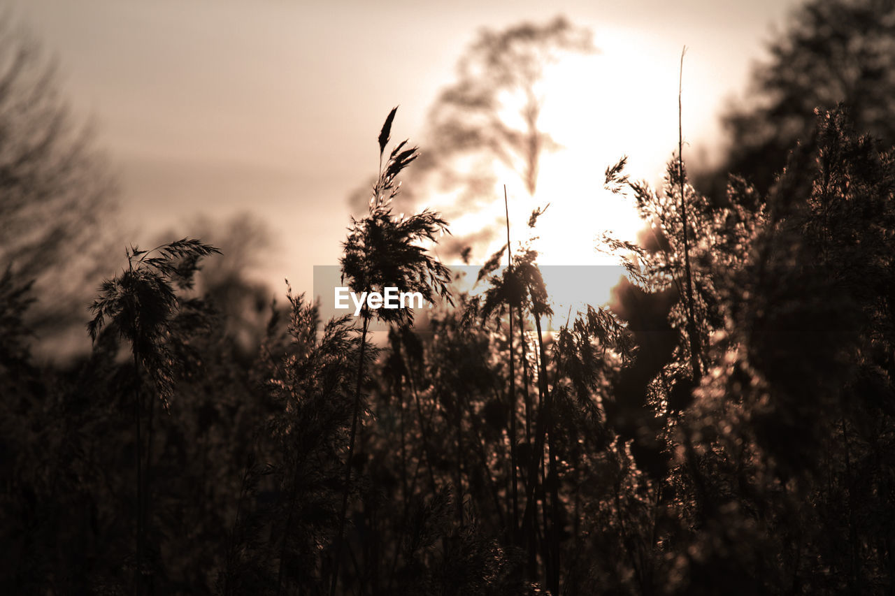 Close-up of silhouette plants growing on field against sky
