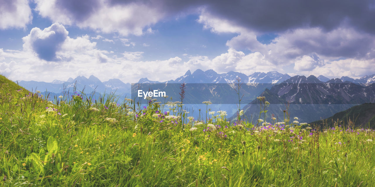 Panorama of alpine meadow in spring