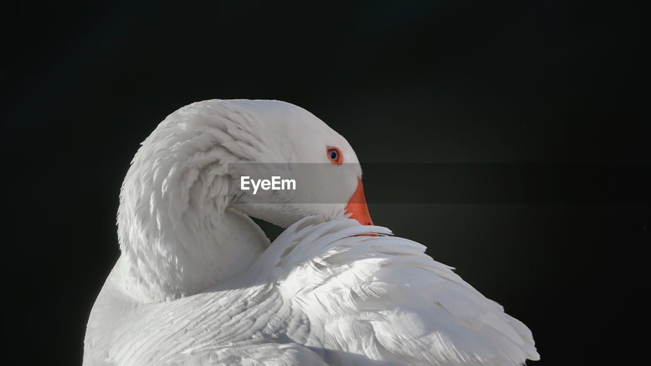 WHITE SWAN
