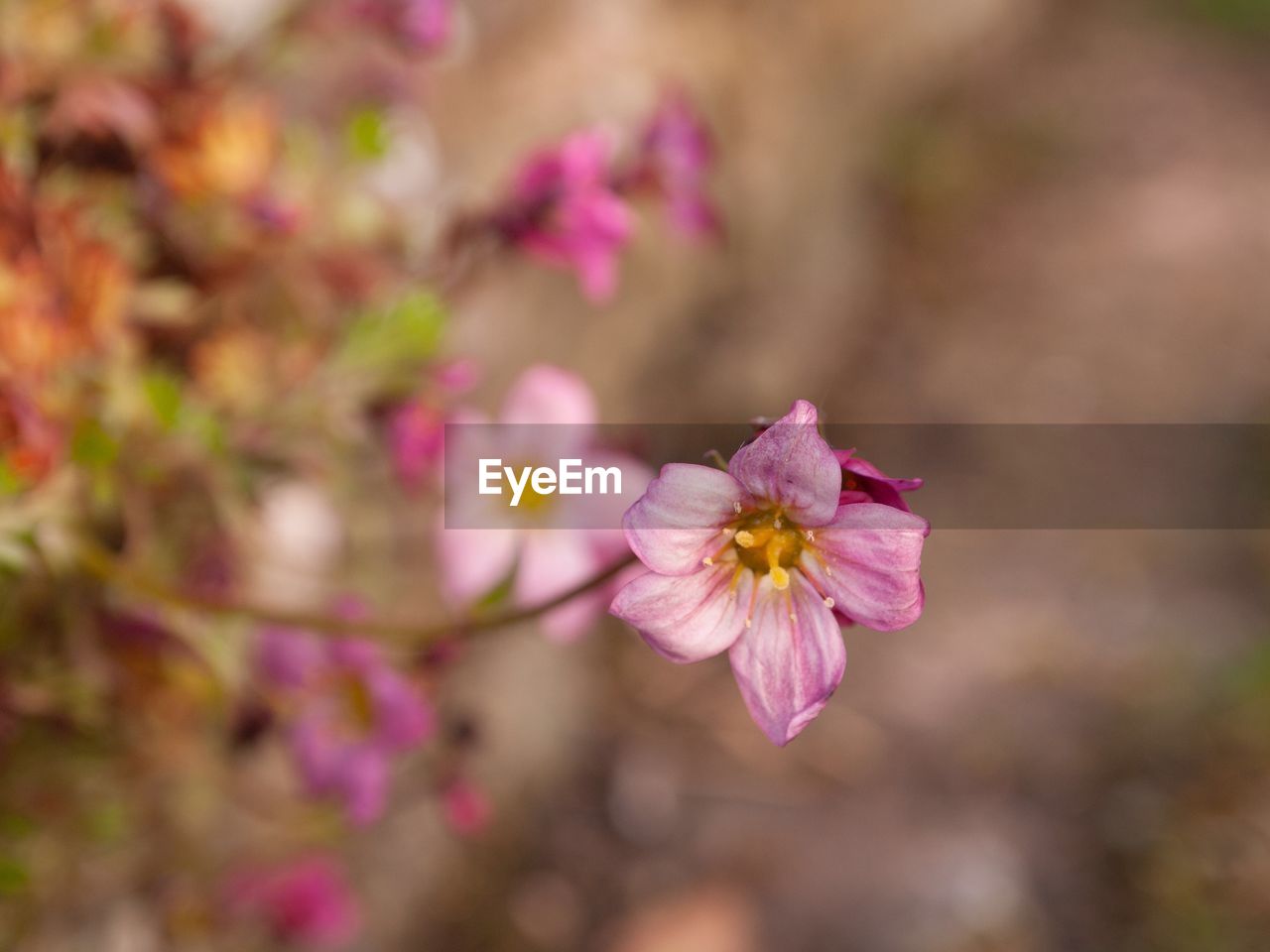 Close-up of pink cherry blossom