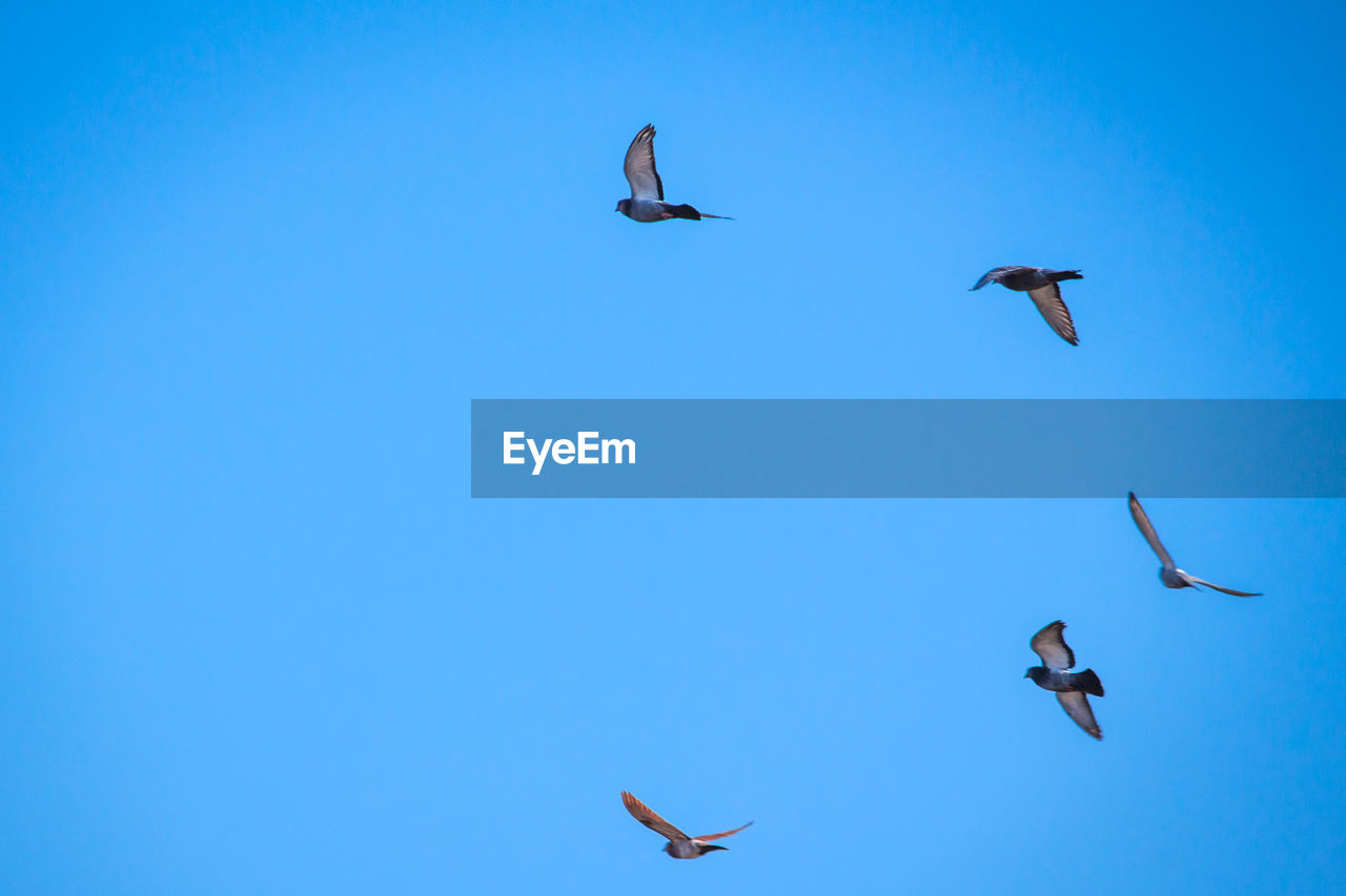 Birds flying with its wings opened during a sunny day