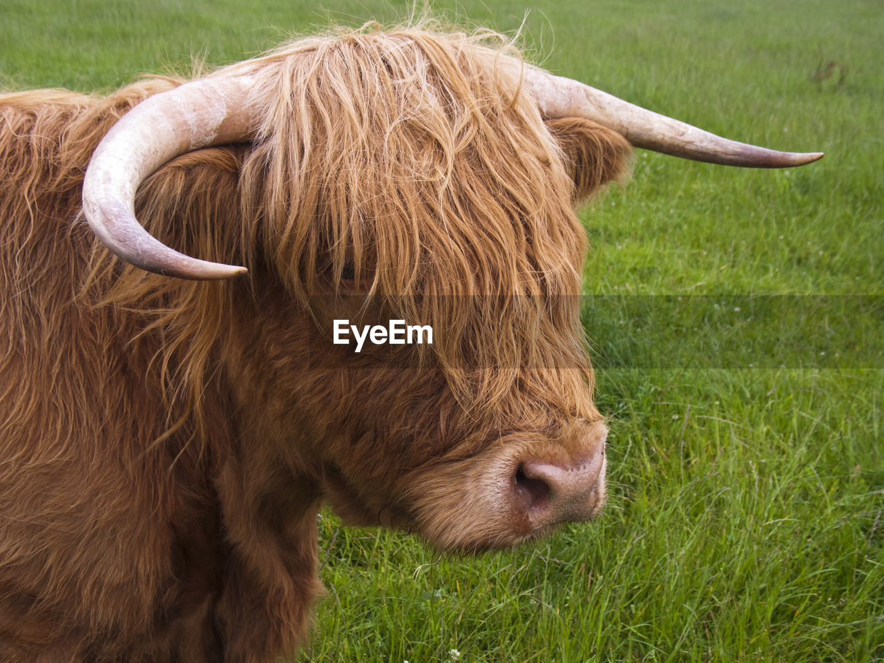 CLOSE-UP OF COW ON GRASSY FIELD