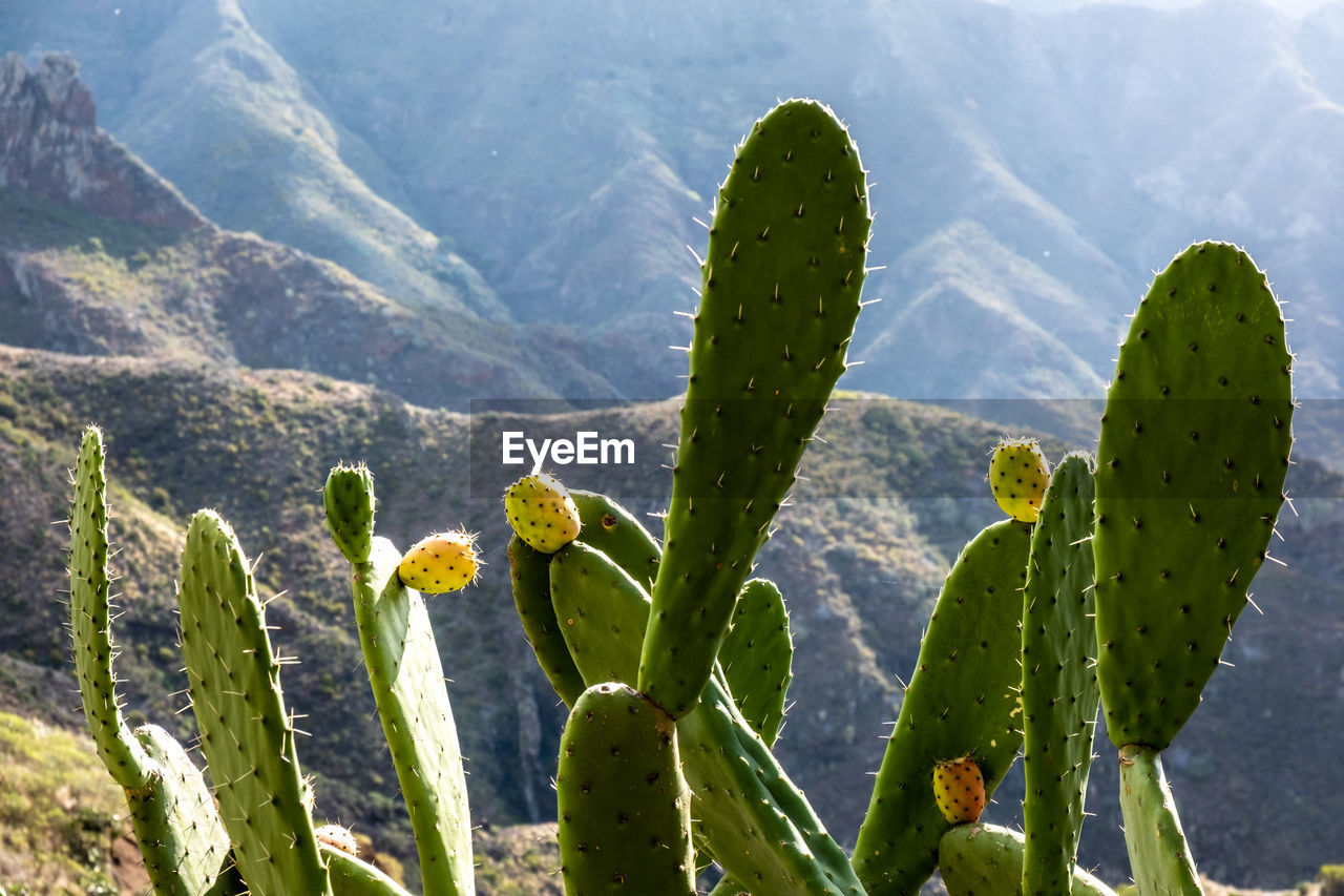 General view of a prickly pear with a mountain background