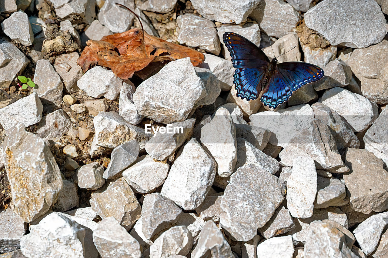 Blue butterfly on gravel