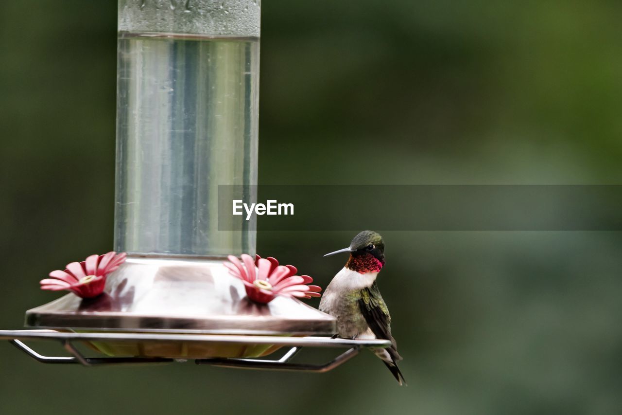 CLOSE-UP OF BIRD PERCHING ON A FEEDER