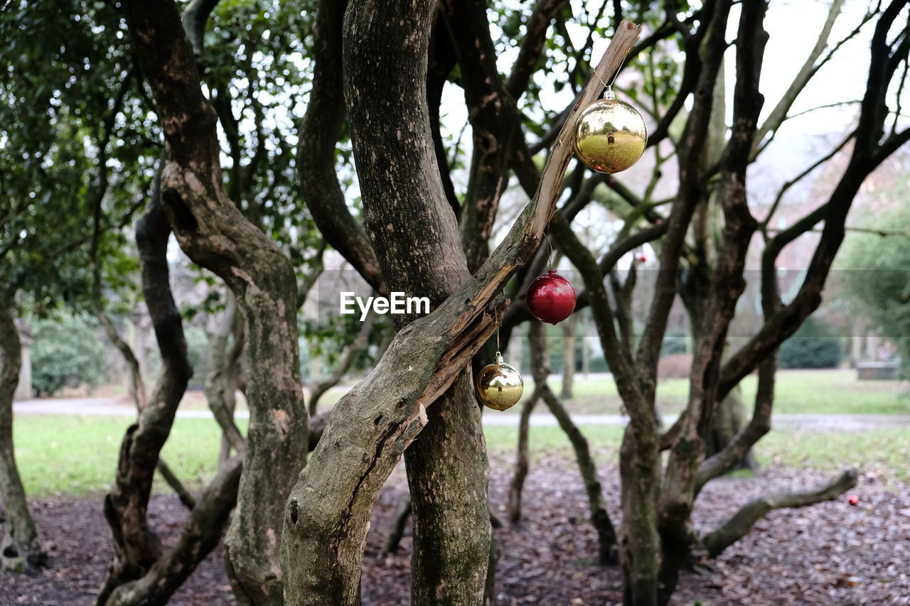 CLOSE-UP OF FRUITS HANGING ON TREE