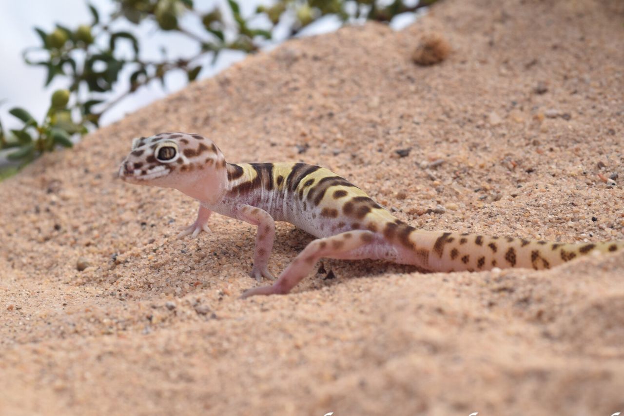 Close-up of lizard