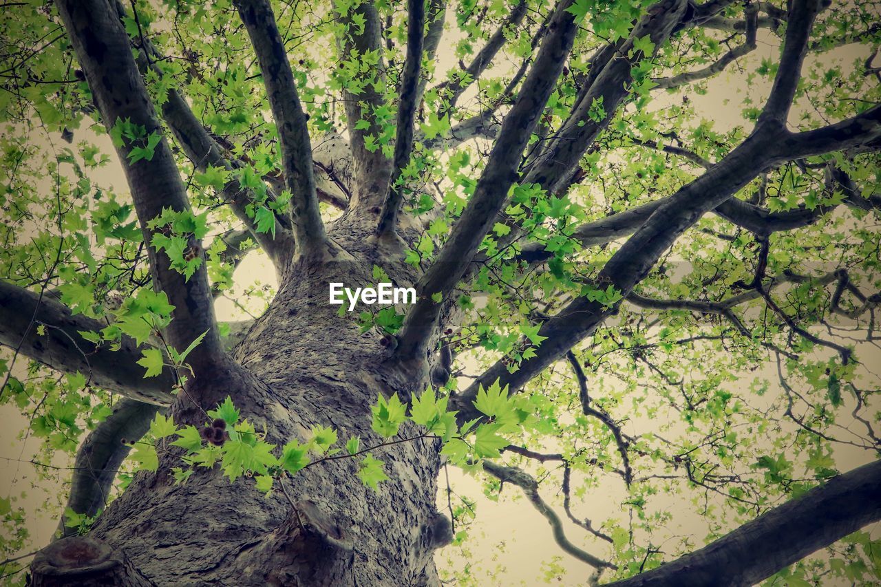 PLANTS AND TREE