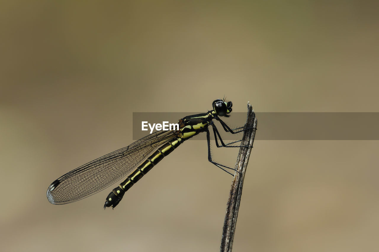 CLOSE-UP OF DRAGONFLY